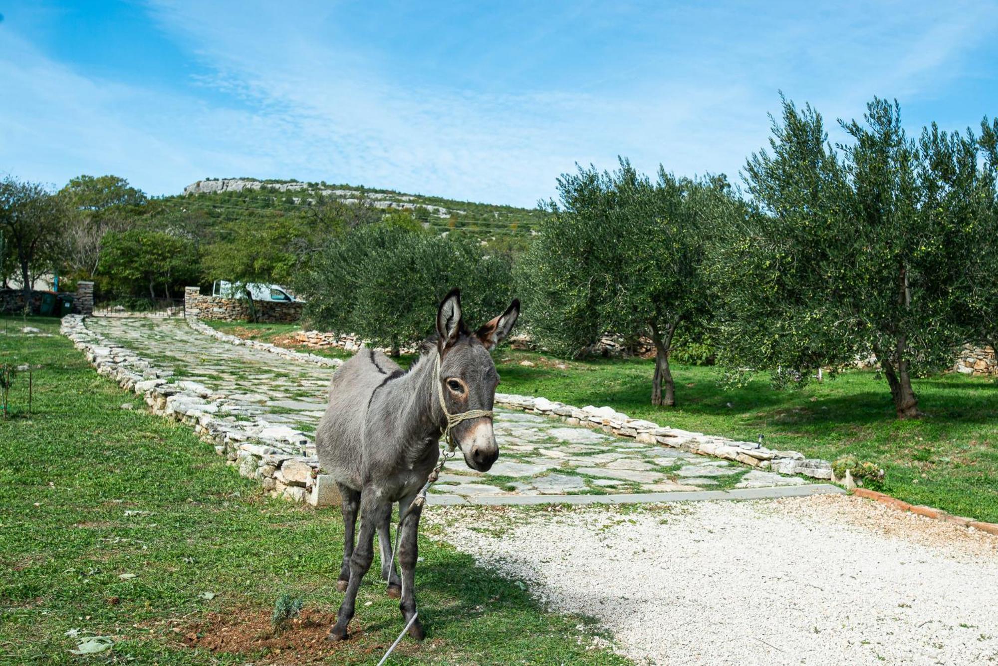 Bruska Dalmatian Country House Irena מראה חיצוני תמונה